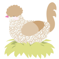 A white and beige chicken with a double-lace pattern