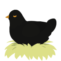 A black chicken with a head pattern