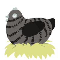 A grey and sable chicken with a bar pattern