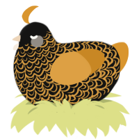 A black and orange chicken with a double-lace pattern