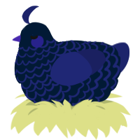 A tumblr and navy chicken with a lace pattern
