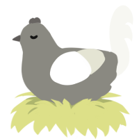 A ash and white chicken