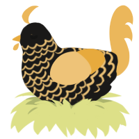 fools gold, a sable and honey chicken with a lace pattern