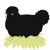 A black chicken with a double-lace pattern