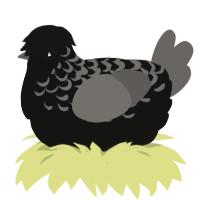 (unnamed), a black and grey chicken with a half-lace pattern