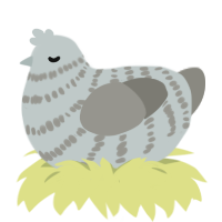 A silver and ash chicken with a bar pattern