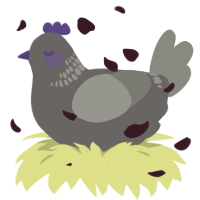 Ludovico, a grey and ash chicken with a neck-band pattern