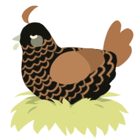 Hot chocolate, a black and brown chicken with a lace pattern