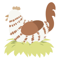 A white and brown chicken with a bar pattern