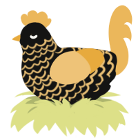 gilden one, a black and honey chicken with a lace pattern