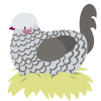 Chain, a mist and grey chicken with a lace pattern