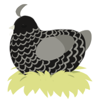 (unnamed), a sable and ash chicken with a lace pattern