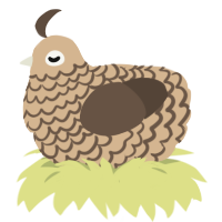 Telemachus, a beige and bark chicken with a lace pattern