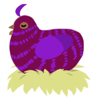 A wine and violet chicken with a bar pattern