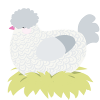 Dodger, a white and mist chicken with a double-lace pattern