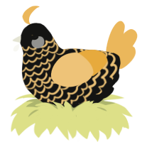 Plantern, a black and honey chicken with a lace pattern