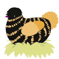 Fat Bee, a black and honey chicken with a bar pattern