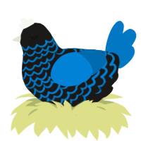 Hank, a sable and sapphire chicken with a lace pattern