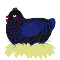 Kess, a black and navy chicken with a lace pattern
