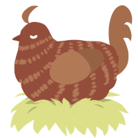 orderve, a russet and brown chicken with a bar pattern