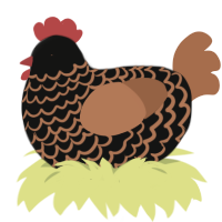 Brownie, a black and brown chicken with a lace pattern