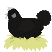 polaroid, a black and sable chicken with a lace pattern