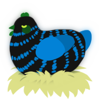 Craters Edge, a black and sapphire chicken with a bar pattern