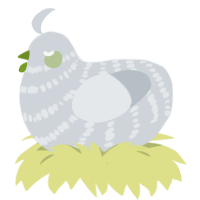 A mist chicken with a bar pattern
