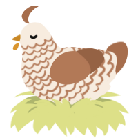 wiwiw, a cream and brown chicken with a lace pattern