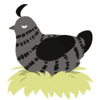 (unnamed), a grey and black chicken with a bar pattern