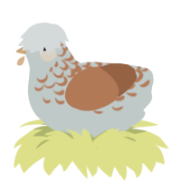 Melchior, a silver and brown chicken with a half-lace pattern
