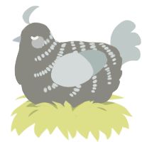 Kevin, a ash and silver chicken with a half-bar pattern