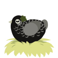 A sable and ash chicken with a half-lace pattern