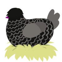 (unnamed), a black and grey chicken with a lace pattern