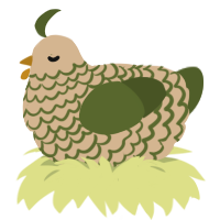 Chia, a beige and olive chicken with a lace pattern