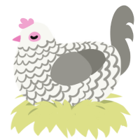 (unnamed), a white and ash chicken with a lace pattern