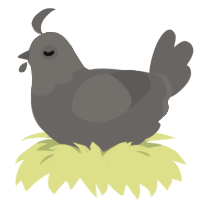 grey xxx, a grey chicken with a head pattern