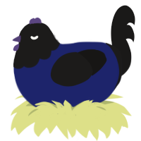 Void, a navy and sable chicken with a head pattern