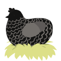 Divi, a black and grey chicken with a lace pattern