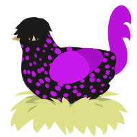 hungry, a sable and amethyst chicken with a speckle pattern