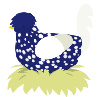 A navy and white chicken with a speckle pattern