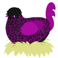 A black and plum chicken with a double-lace pattern