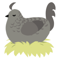 Dust, a ash and grey chicken with a half-lace pattern