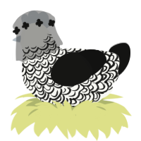 diana, a white and black chicken with a double-lace pattern