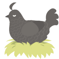A grey chicken with a lace pattern