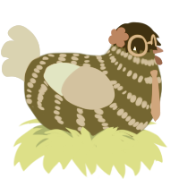 Chickpea, a pink and brown chicken with a bar pattern