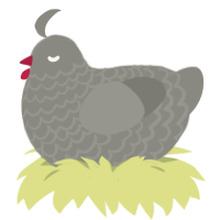 Bejewelled, a ash chicken with a lace pattern