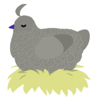 A ash chicken with a double-lace pattern