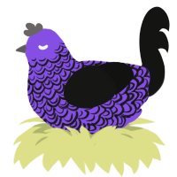A blurple and black chicken with a double-lace pattern