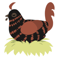 A sable and russet chicken with a bar pattern